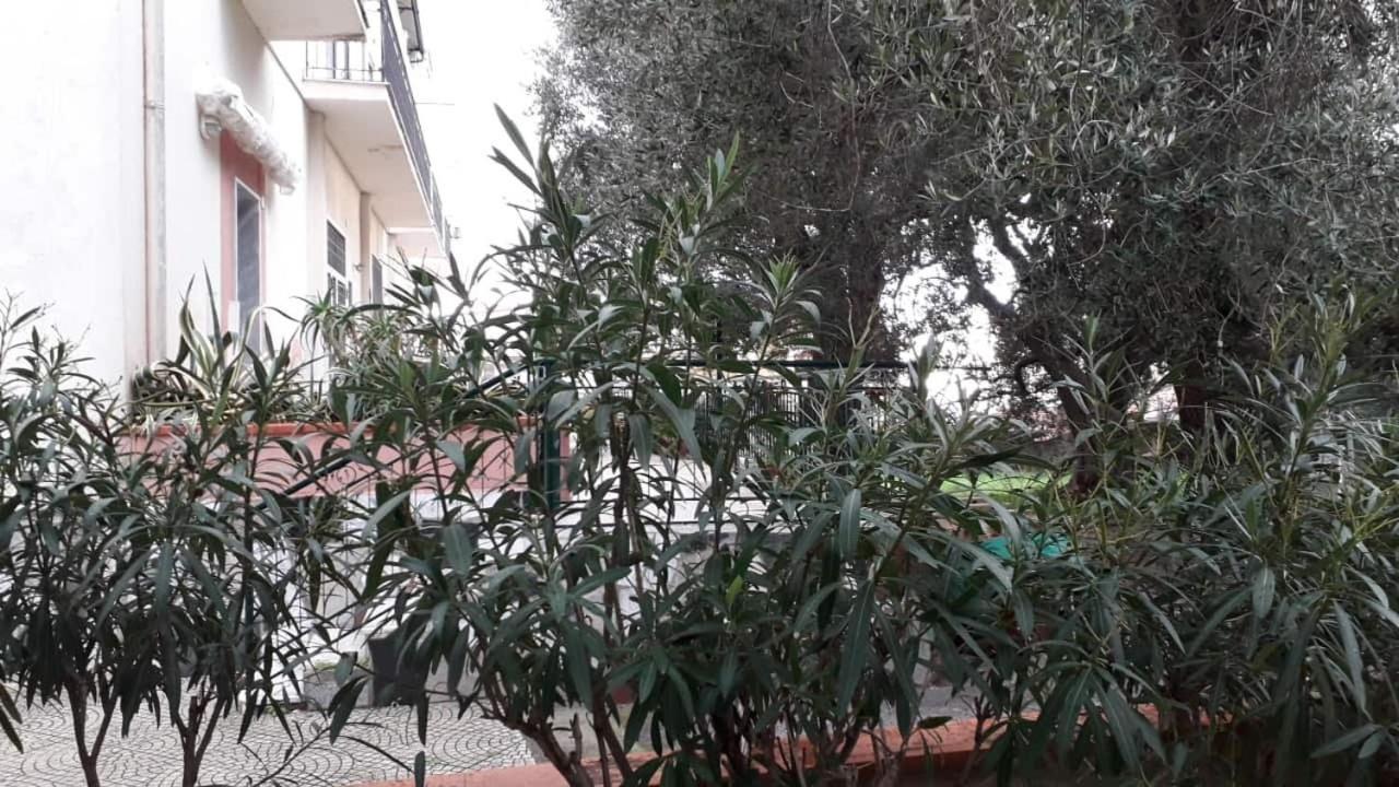 Cialoma Full Green Marina di Camerota Eksteriør bilde